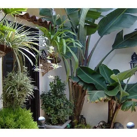 公寓 Monasterio De San Antonio - Adults Only 伊科德·德·洛斯·维诺斯
